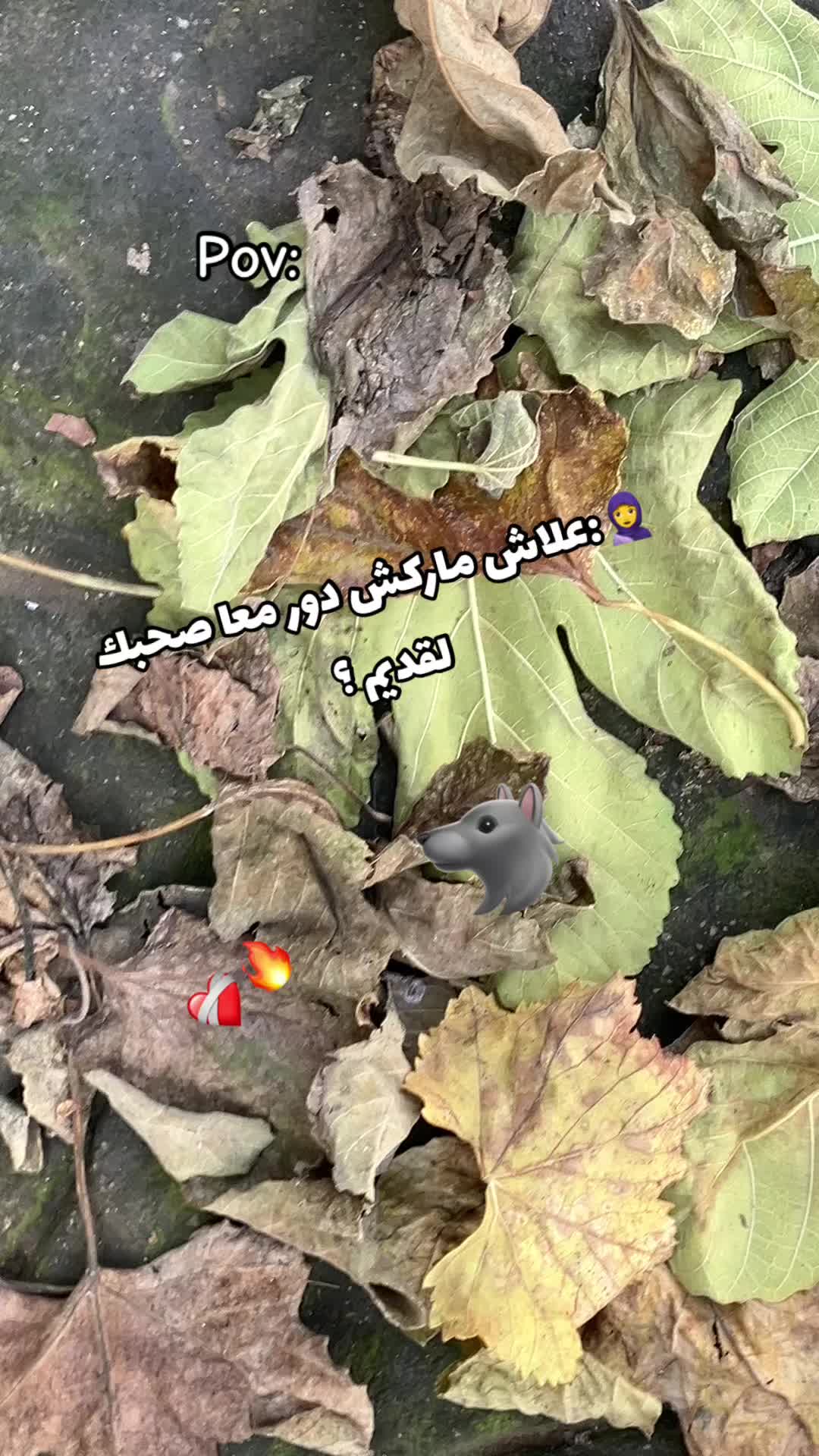 @Mouutaz Mouutaz