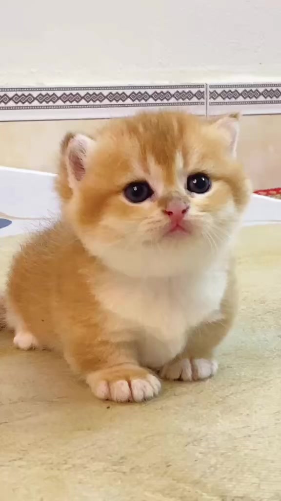 @fuyncats