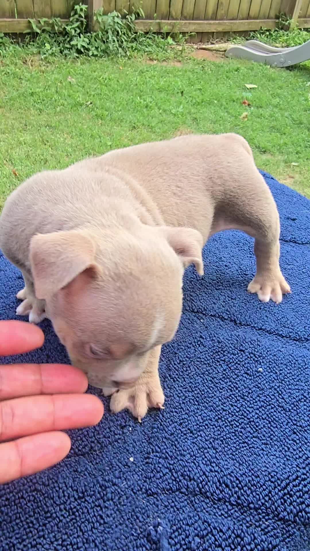 @EClassBullys