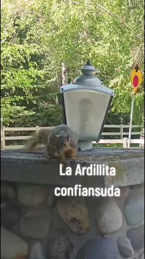 @Mika y Rufi ❤️🐑🕊