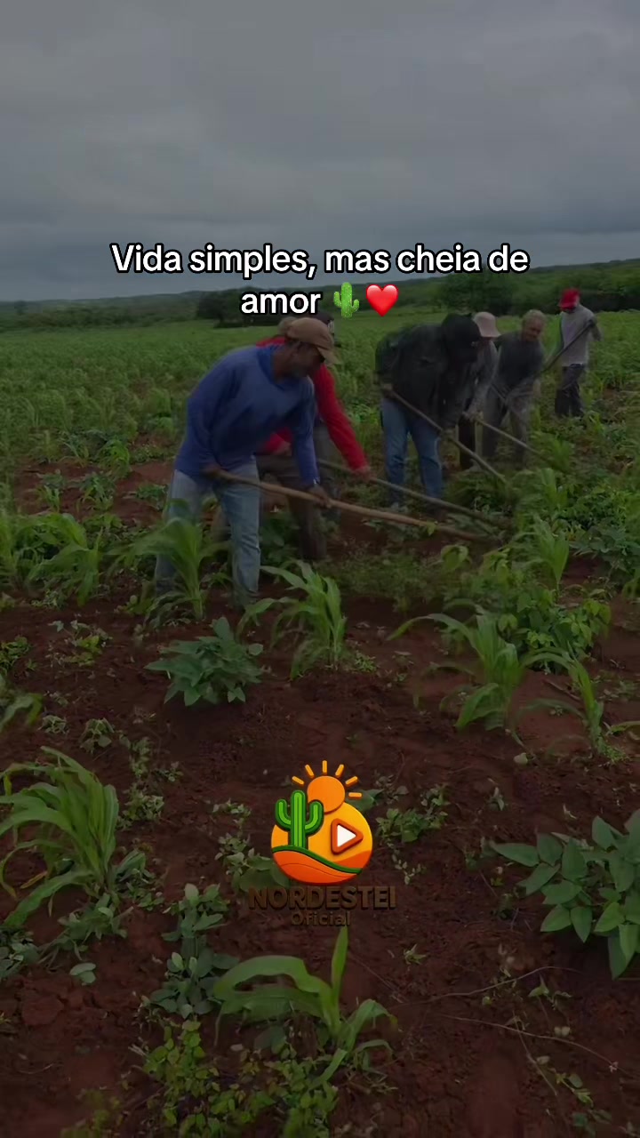 @nordesteioficial
