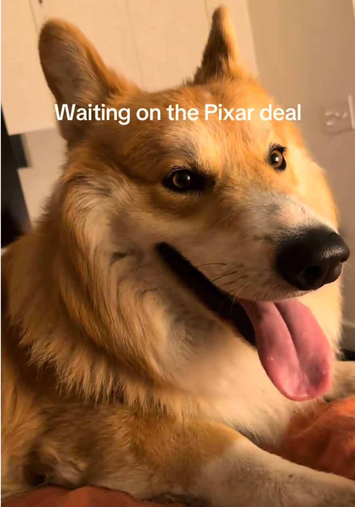 @apollothecorgimute