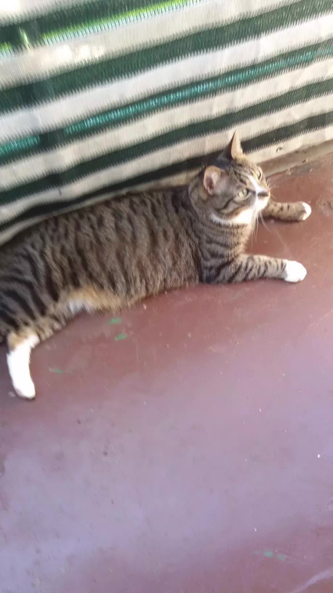 @Badcat _DHC🦁🦁