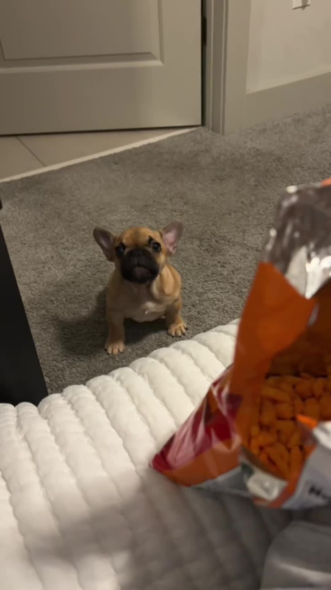 @Archie The Frenchie