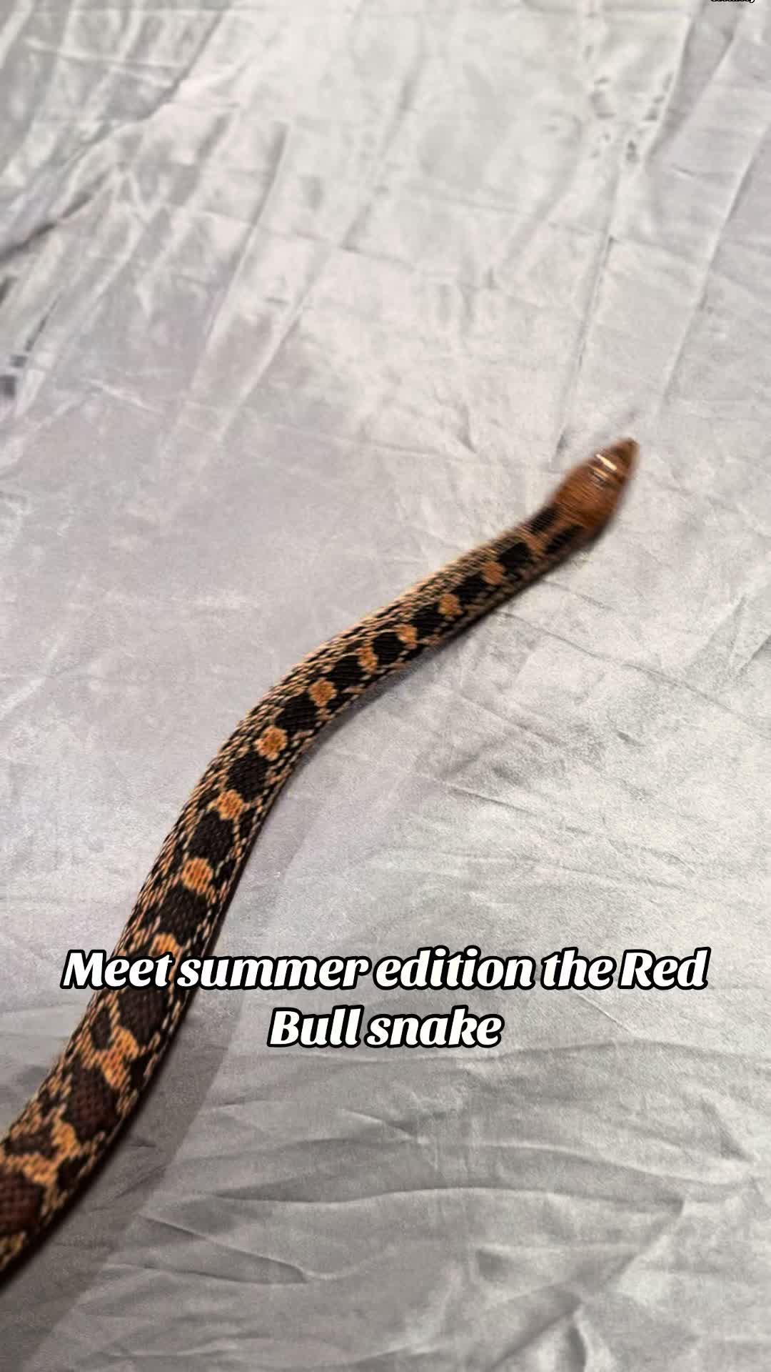 @That Reptile Guy