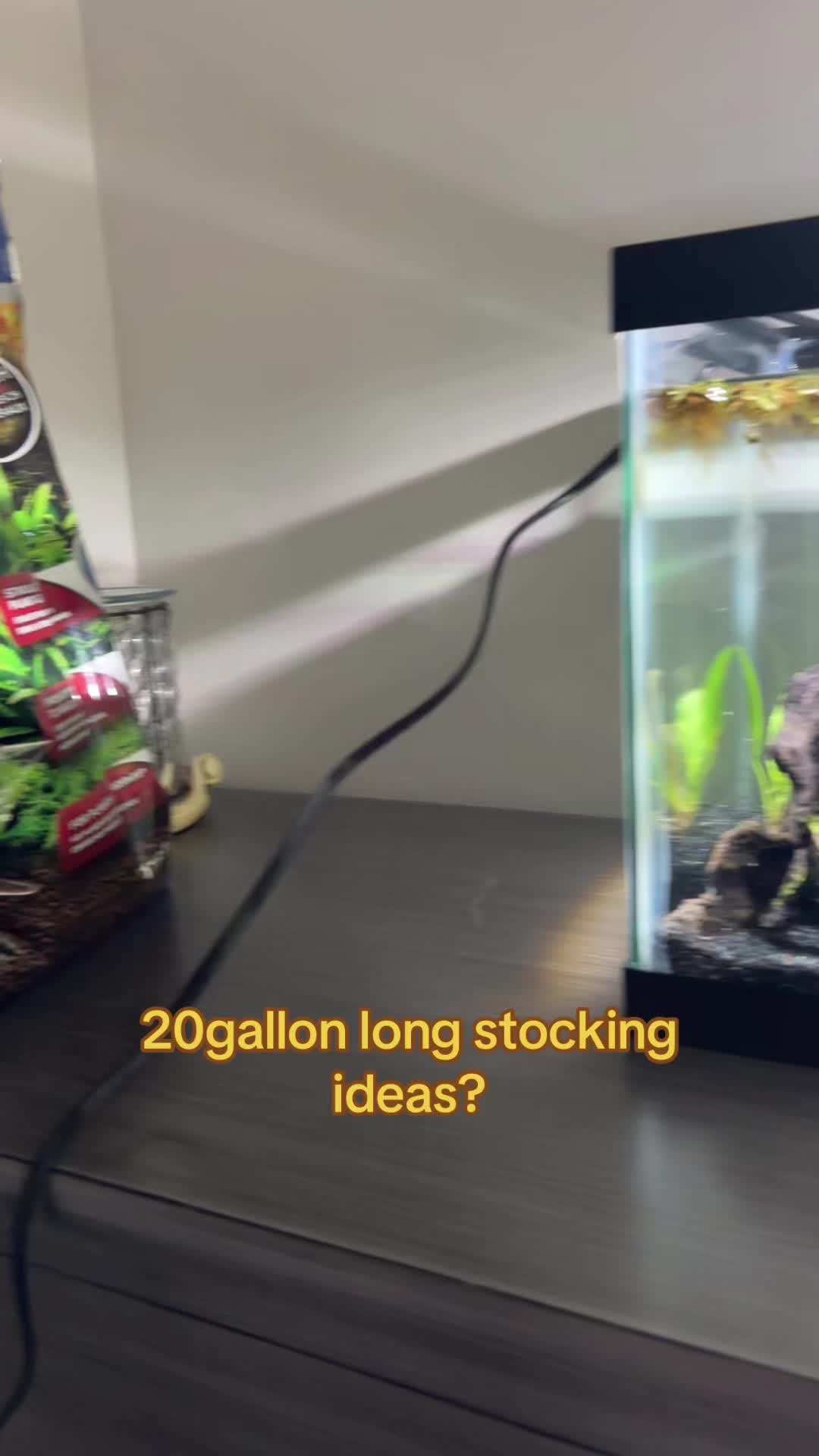 @betta fish