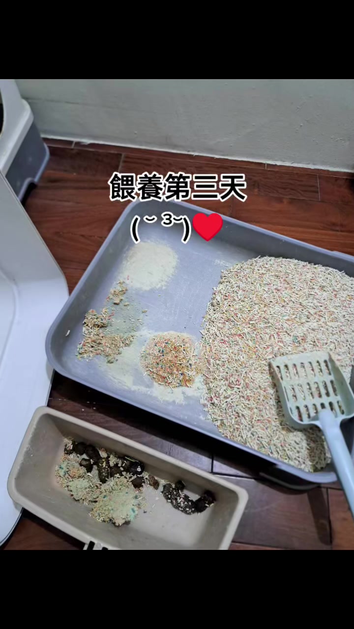 @糧巢偉-貓咪執事