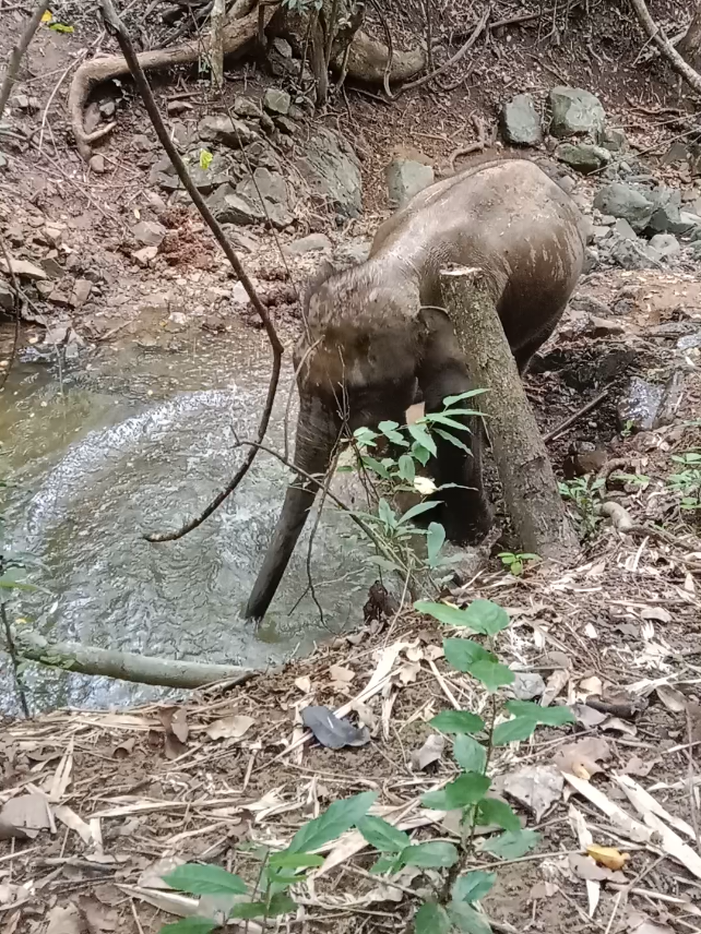 @LuangPrabang Elephant New Home