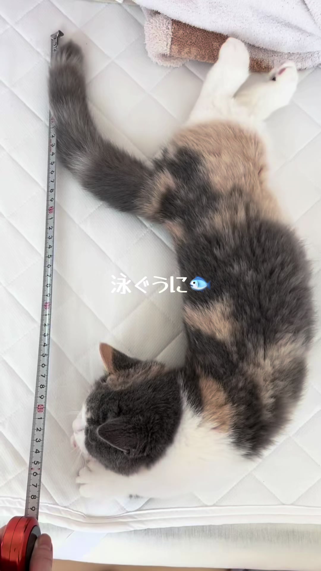 @うにぽて