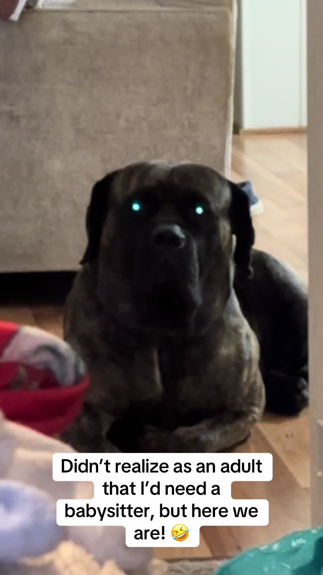 @HULK the mastiff