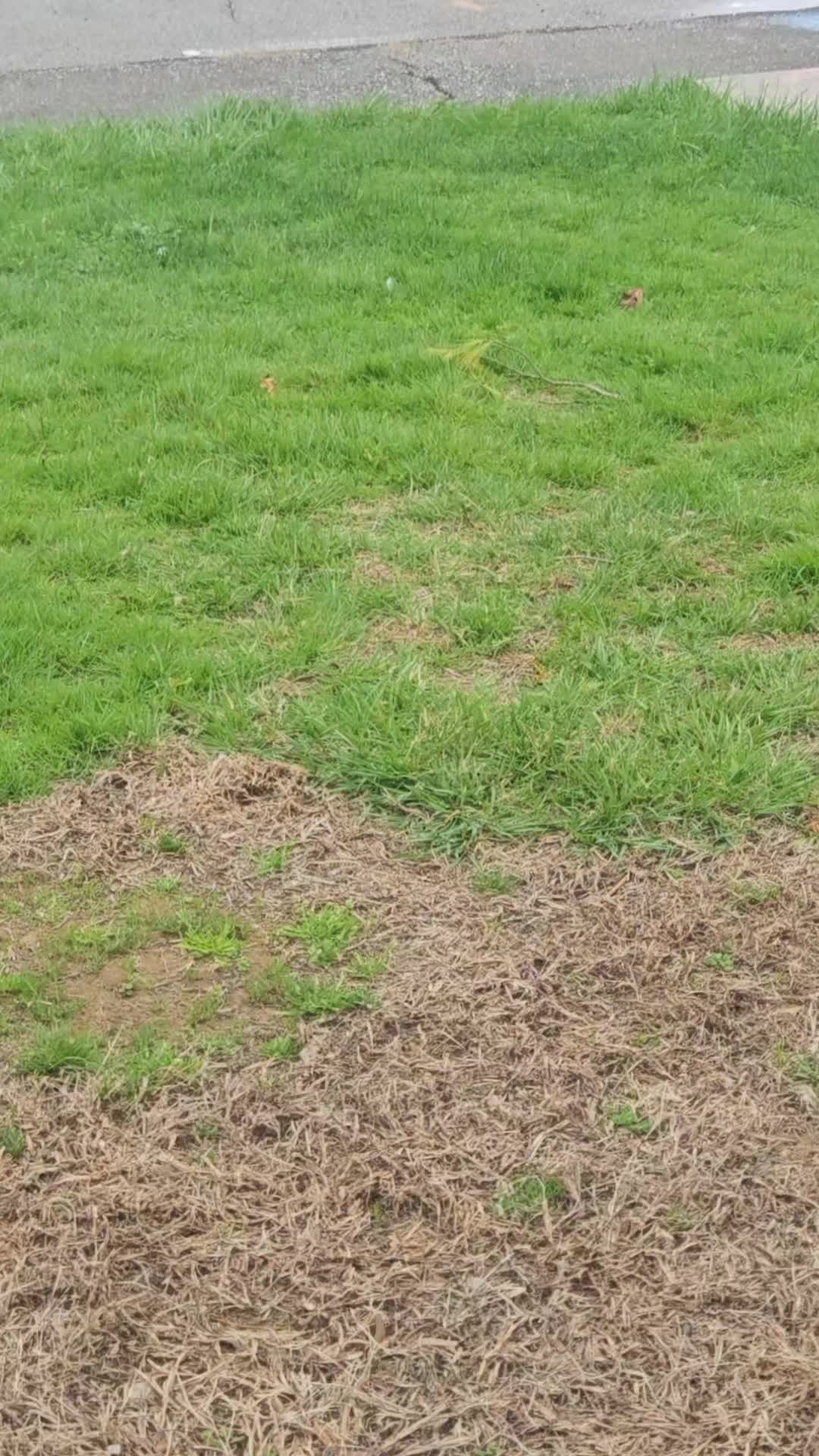 @mi ñañito