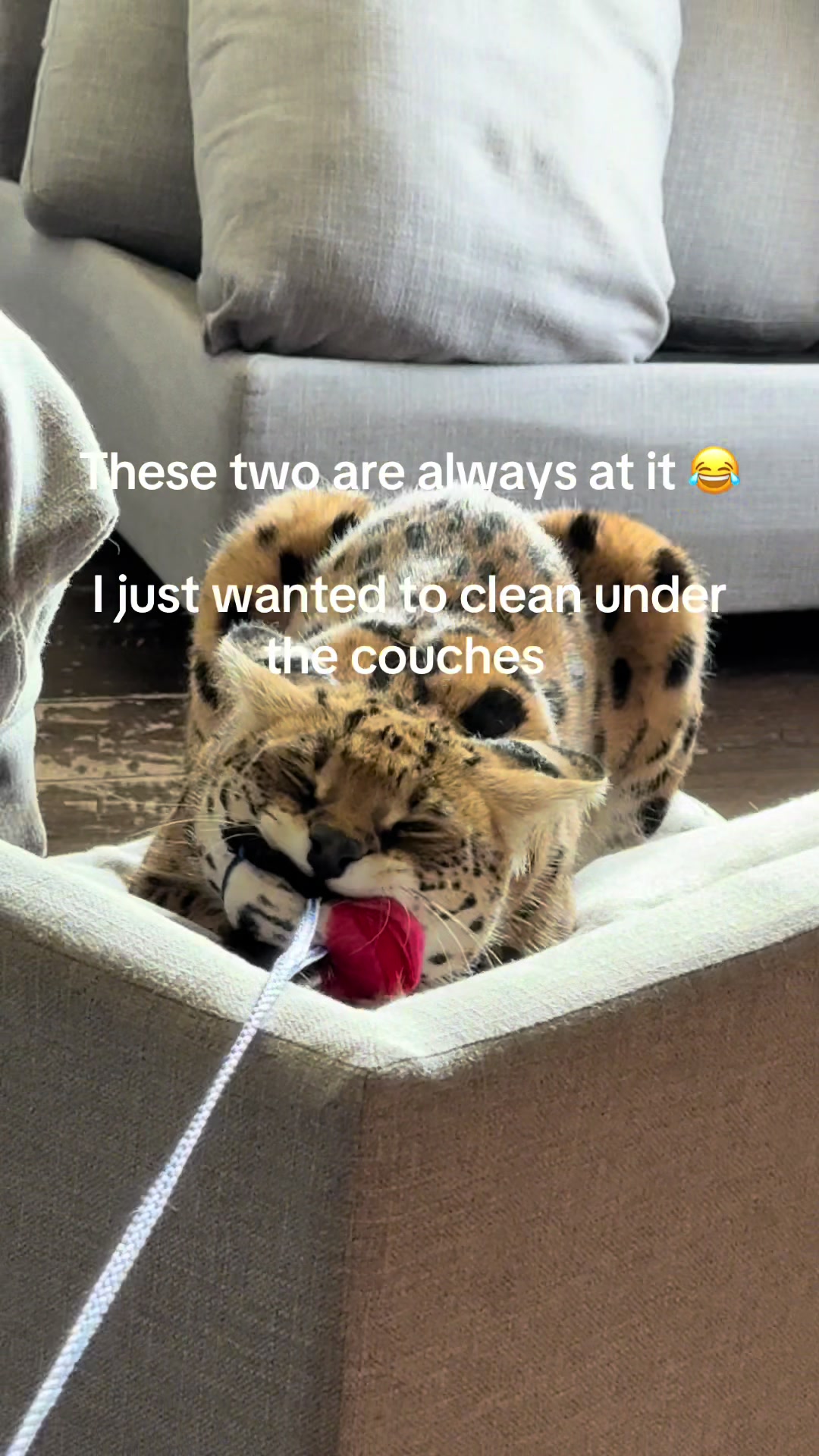 @milo the serval