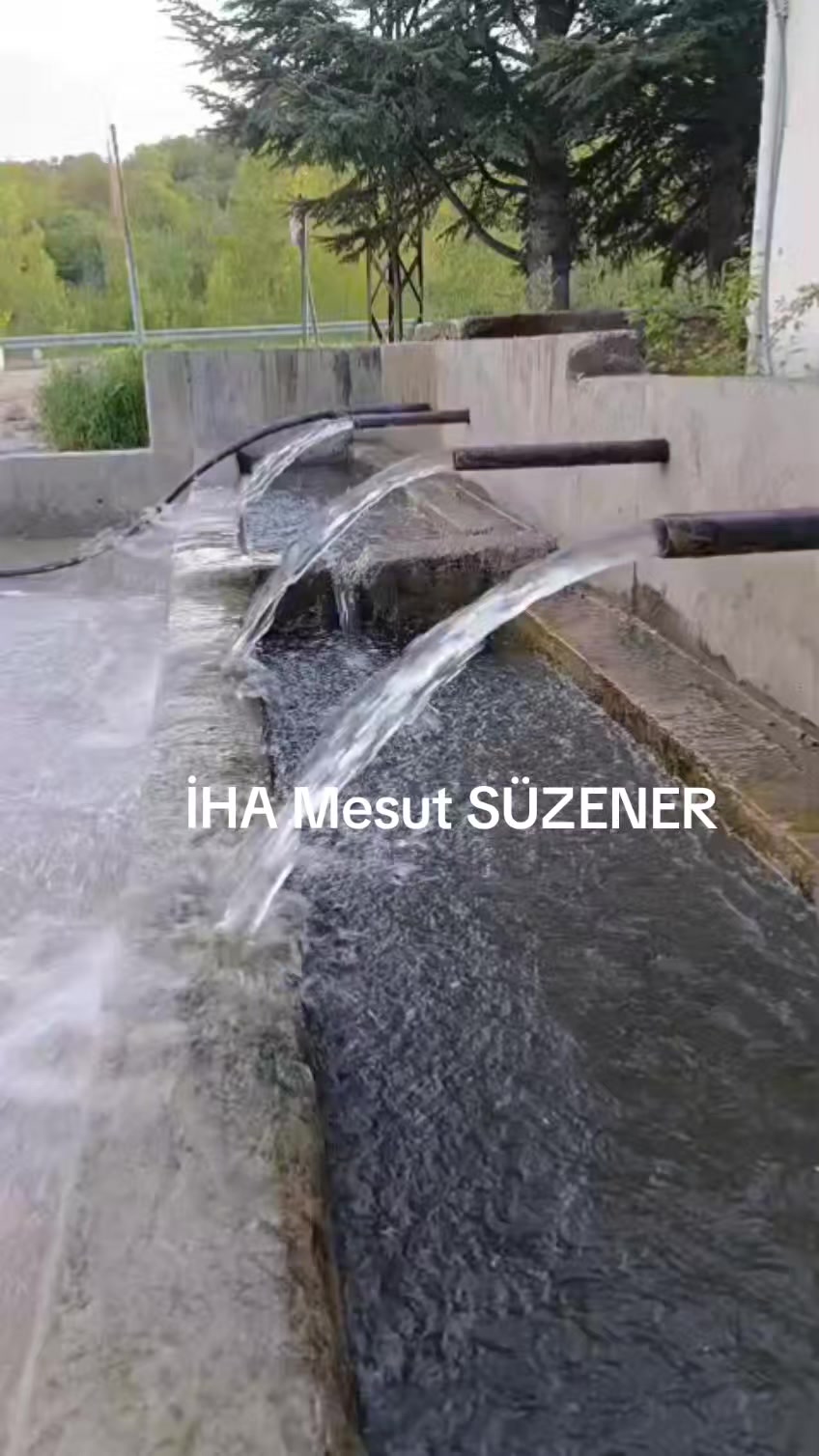 @mesut s&uuml;zener