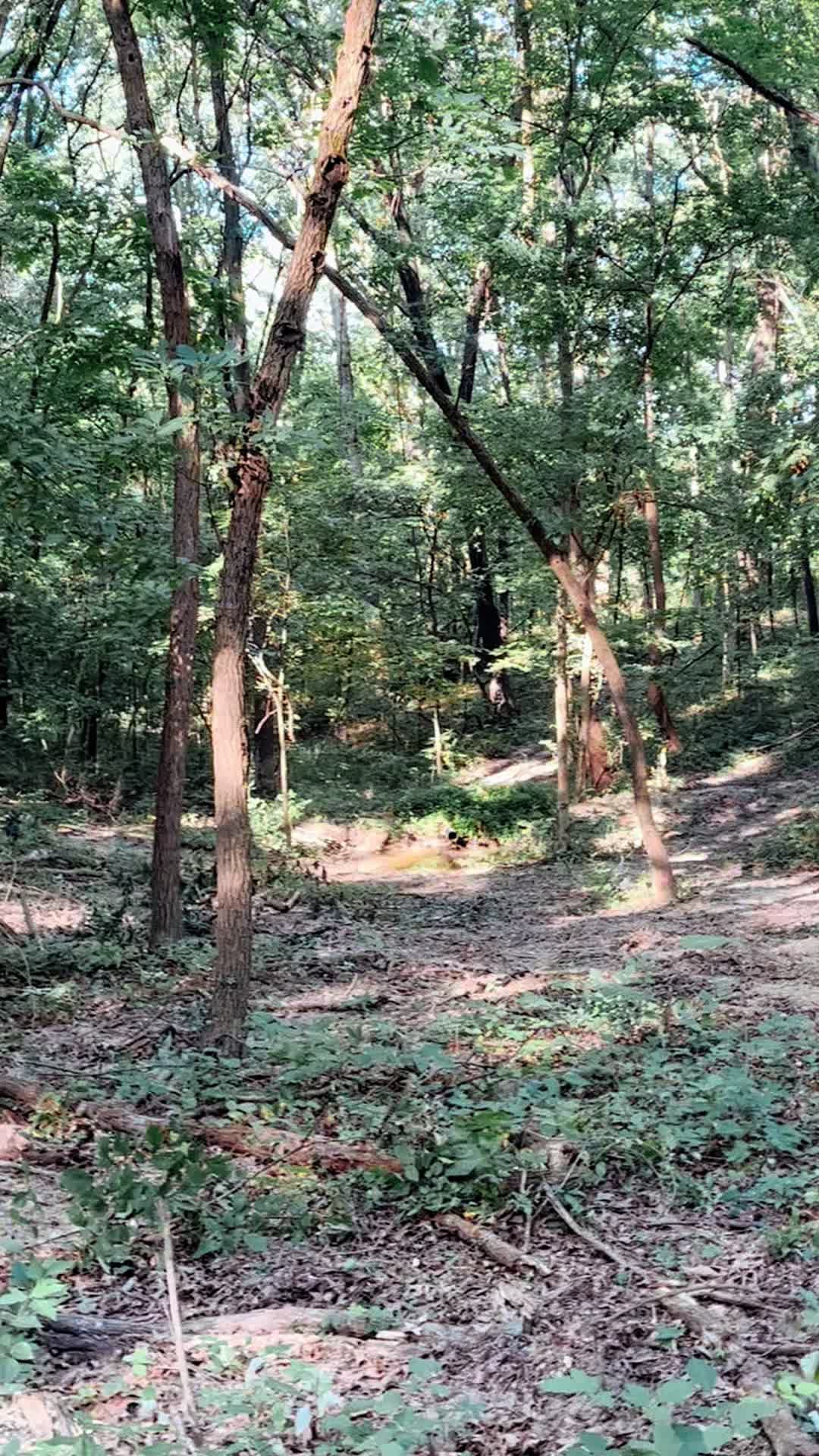 @217bowhunter