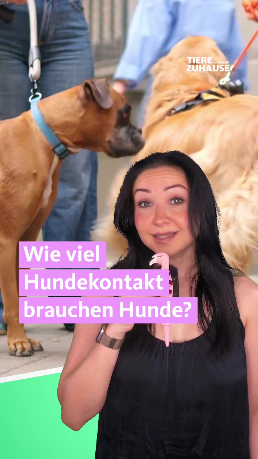 @Tiere suchen ein Zuhause