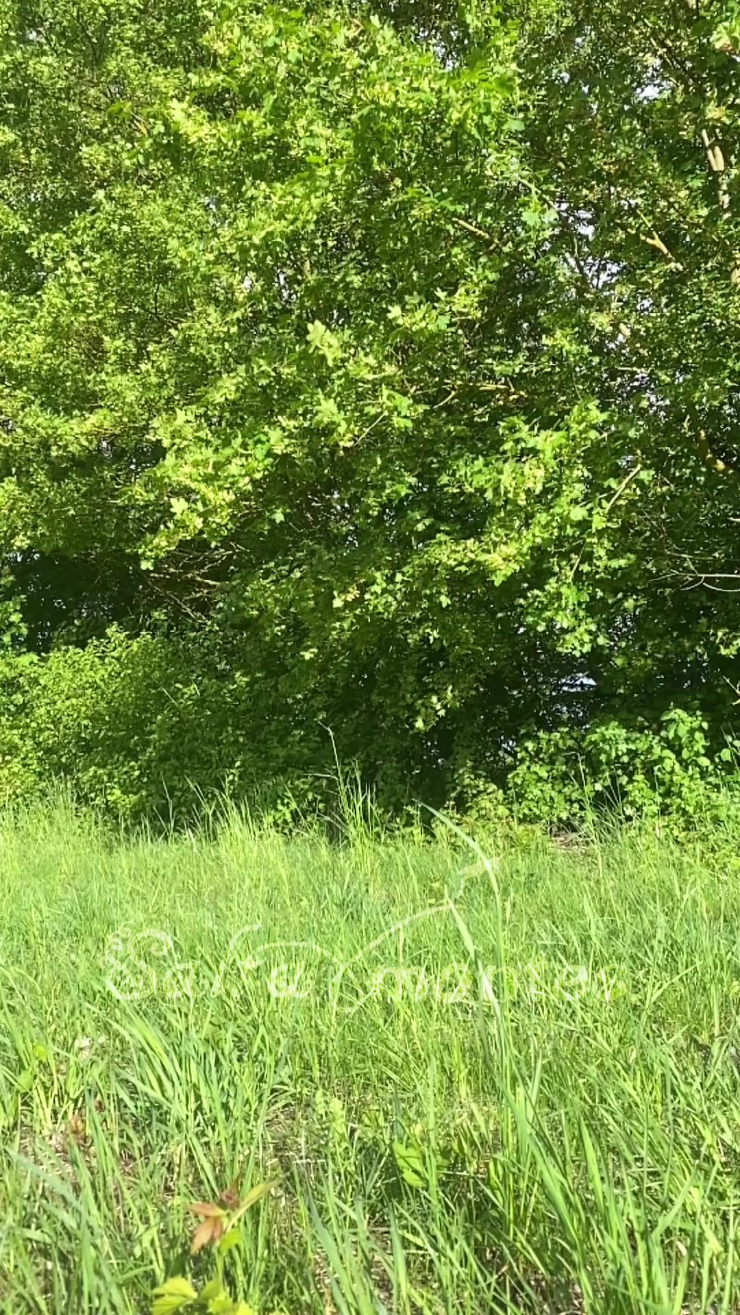 @𖦹Saltamontes𖦹