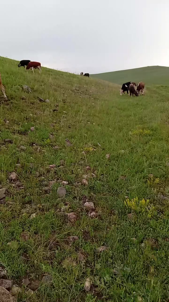 @Emre G&uuml;lmez