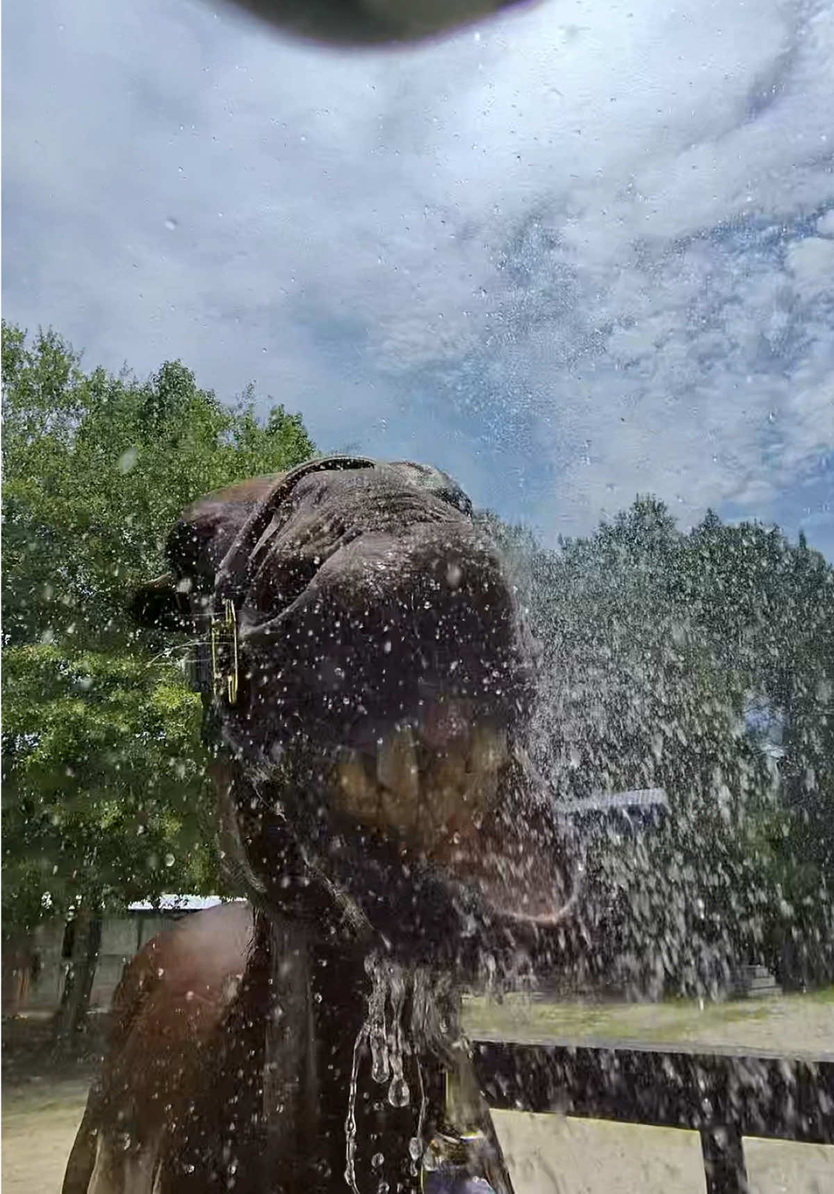@Lacy & Shooter the OTTB
