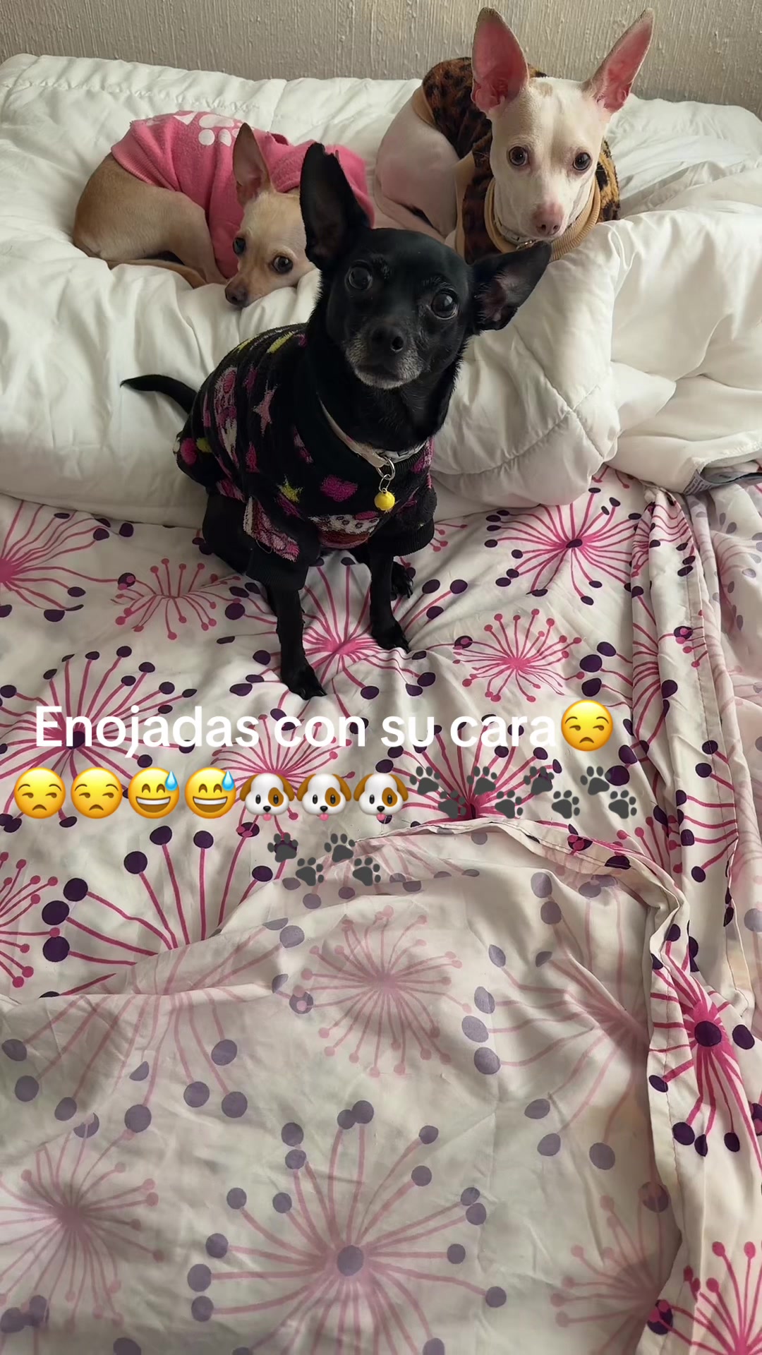 @ChannelyLuna🐕🐩