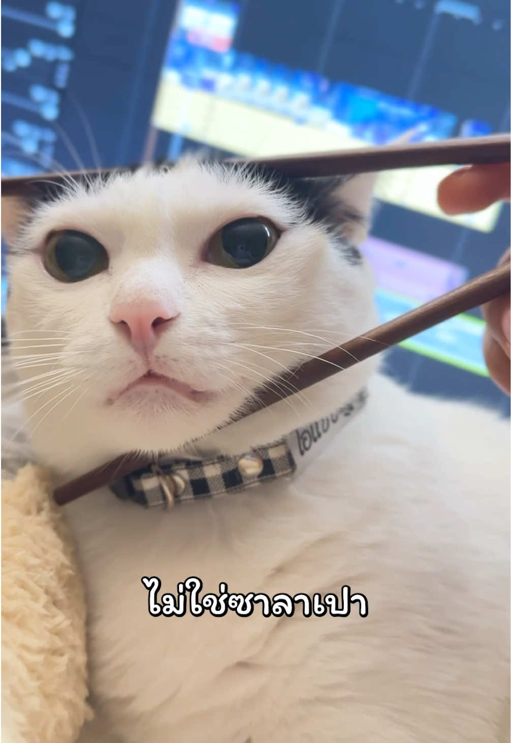 @แชปครองโลก