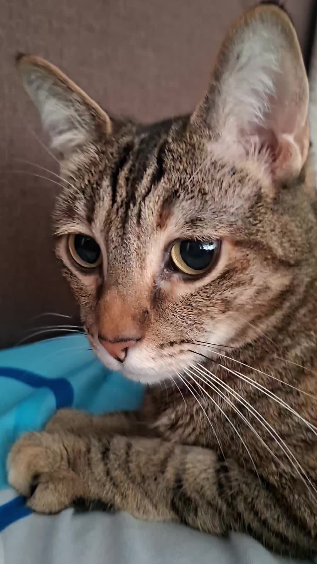 @KAI 🐈 Y LUA🐈⬛
