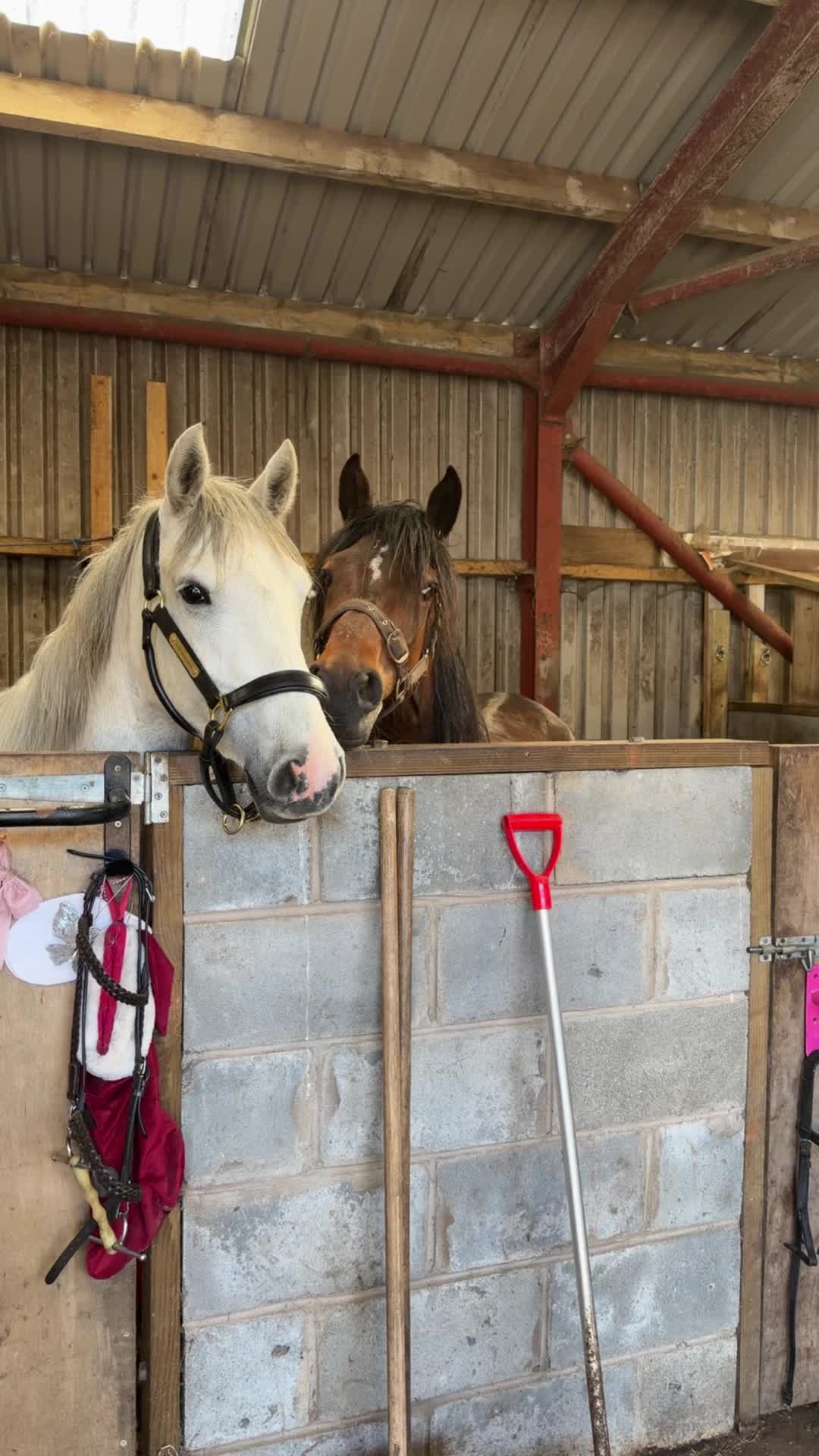@RDHillEquestrian
