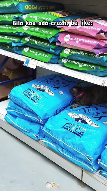 @Cats Hometown Pet Shop Klang