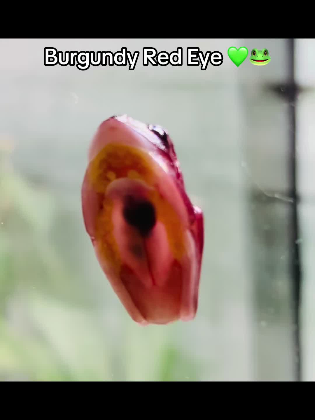 @Kelly Jo Sloan - Sloan Exotics