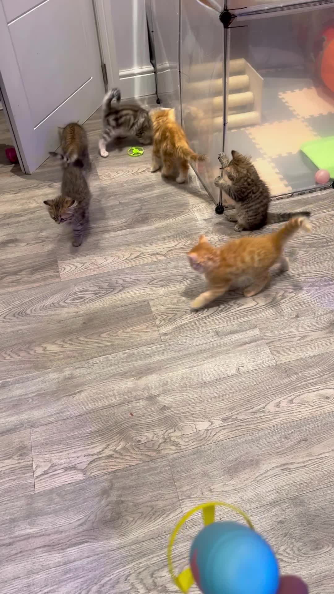 @SiberianRiver Cattery Uk