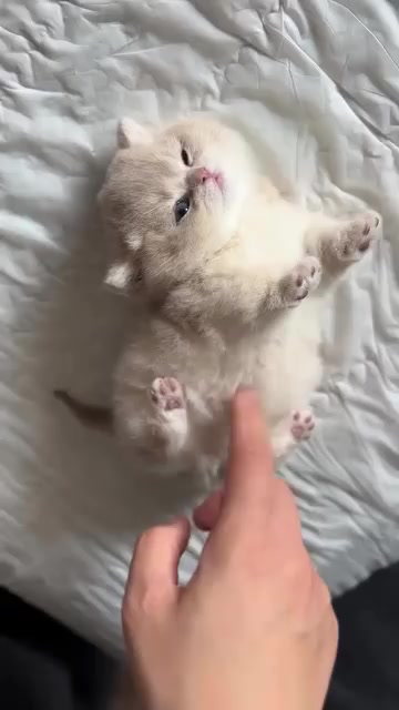 @Chonky World Of Cats