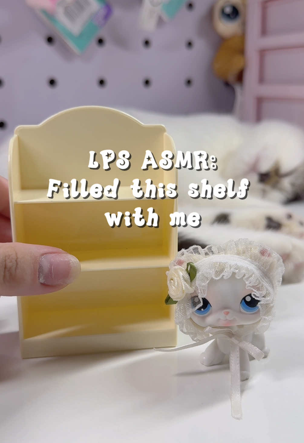 @LPS Evie౨ৎ