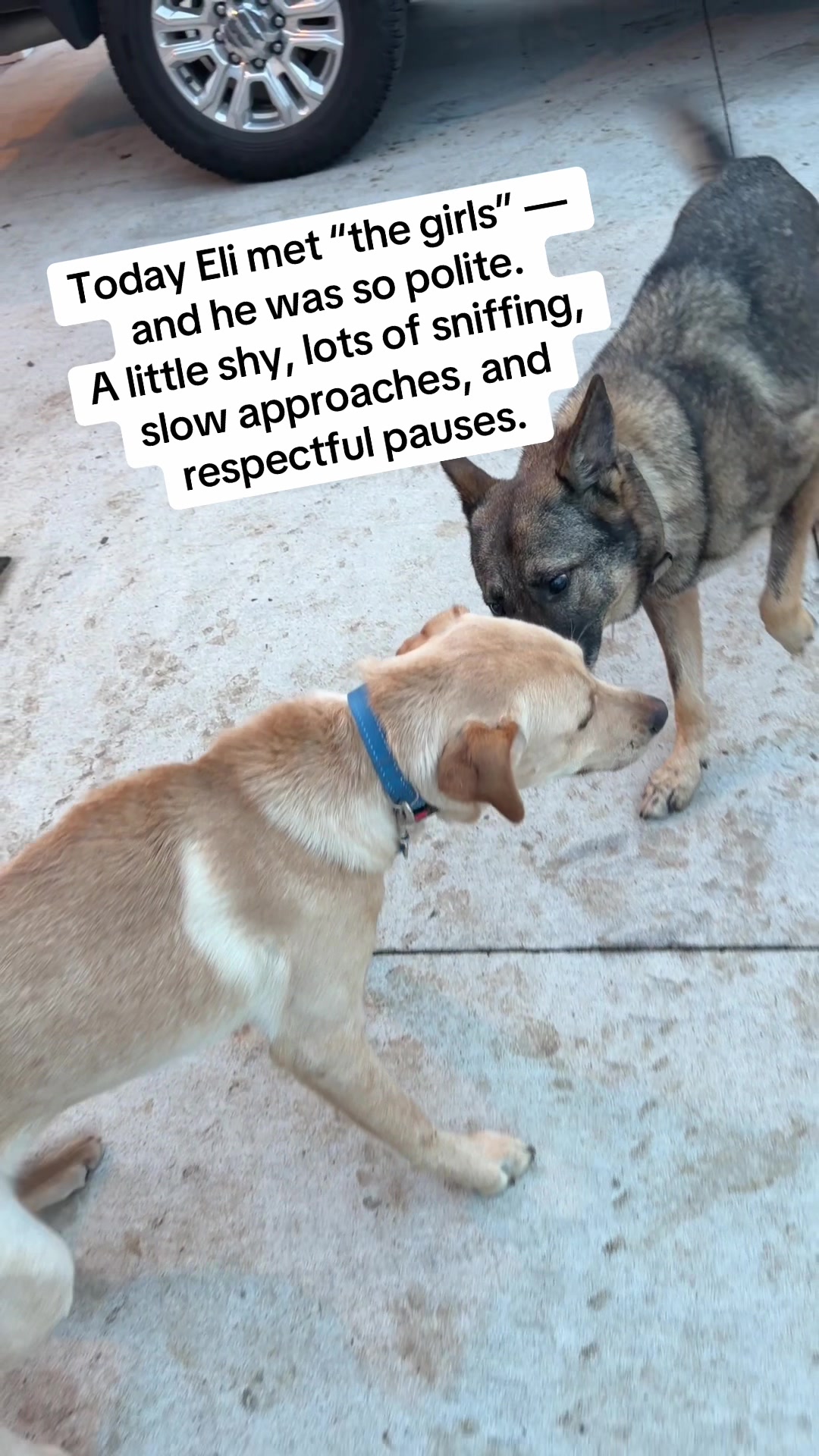 @All&ensp;Things D.O.G.