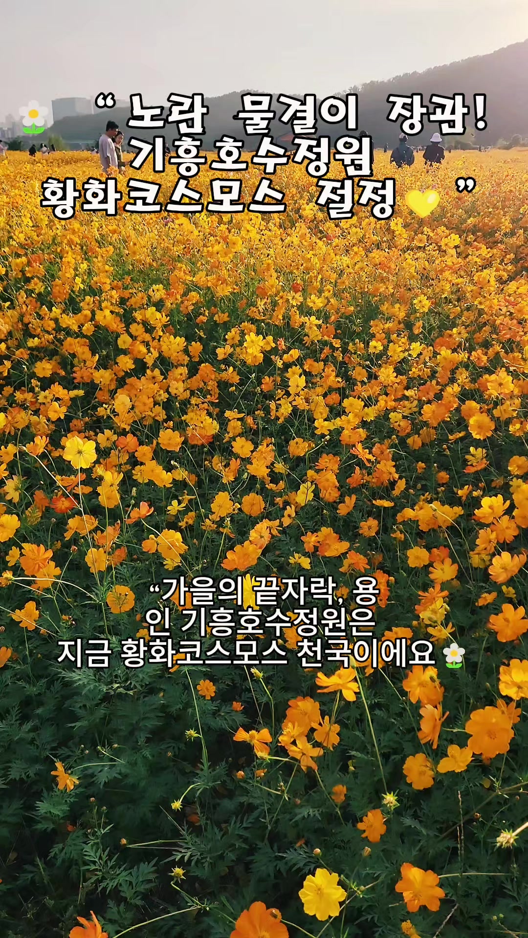 @로즈