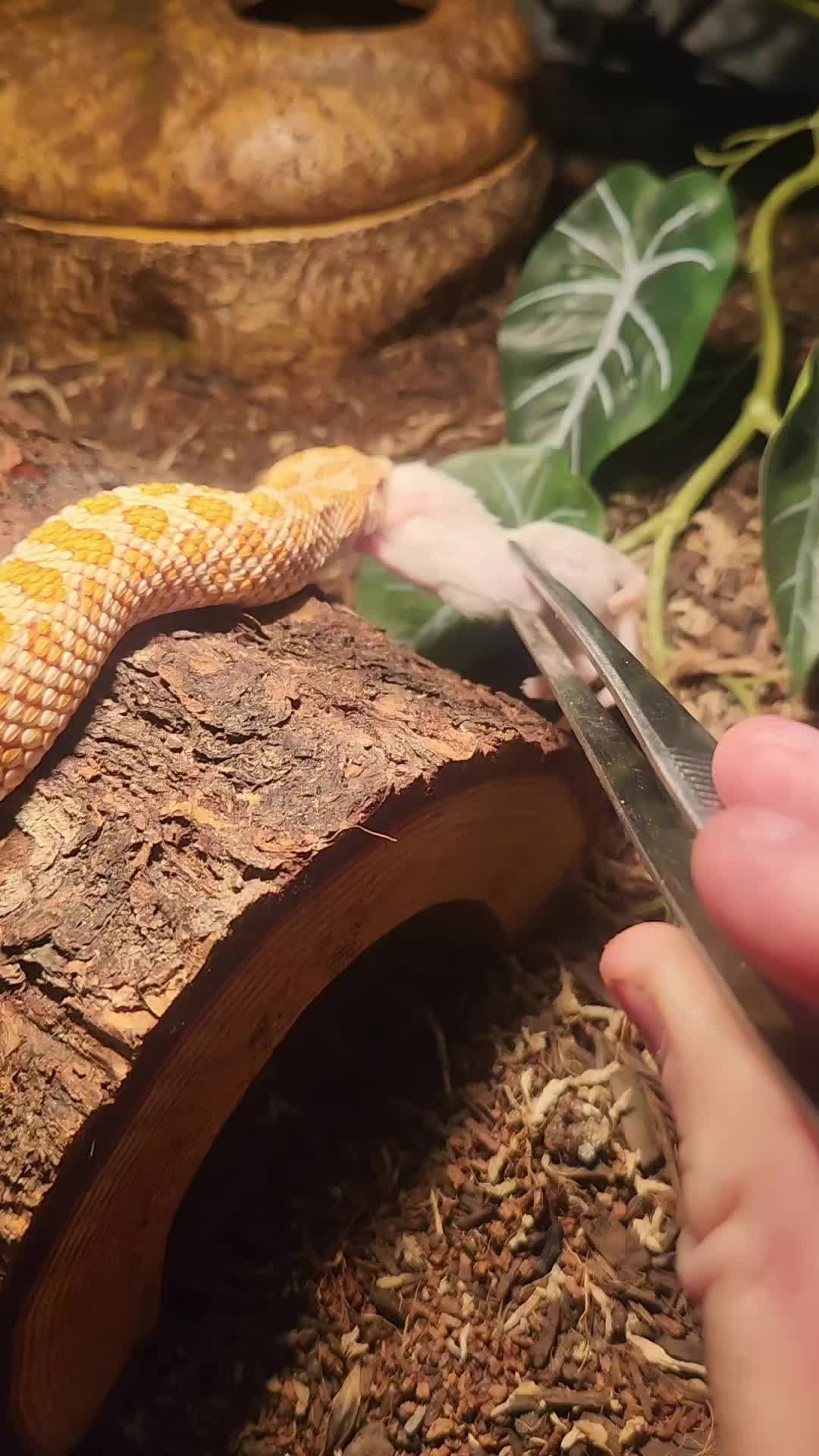 @Ballard&rsquo;s Reptiles