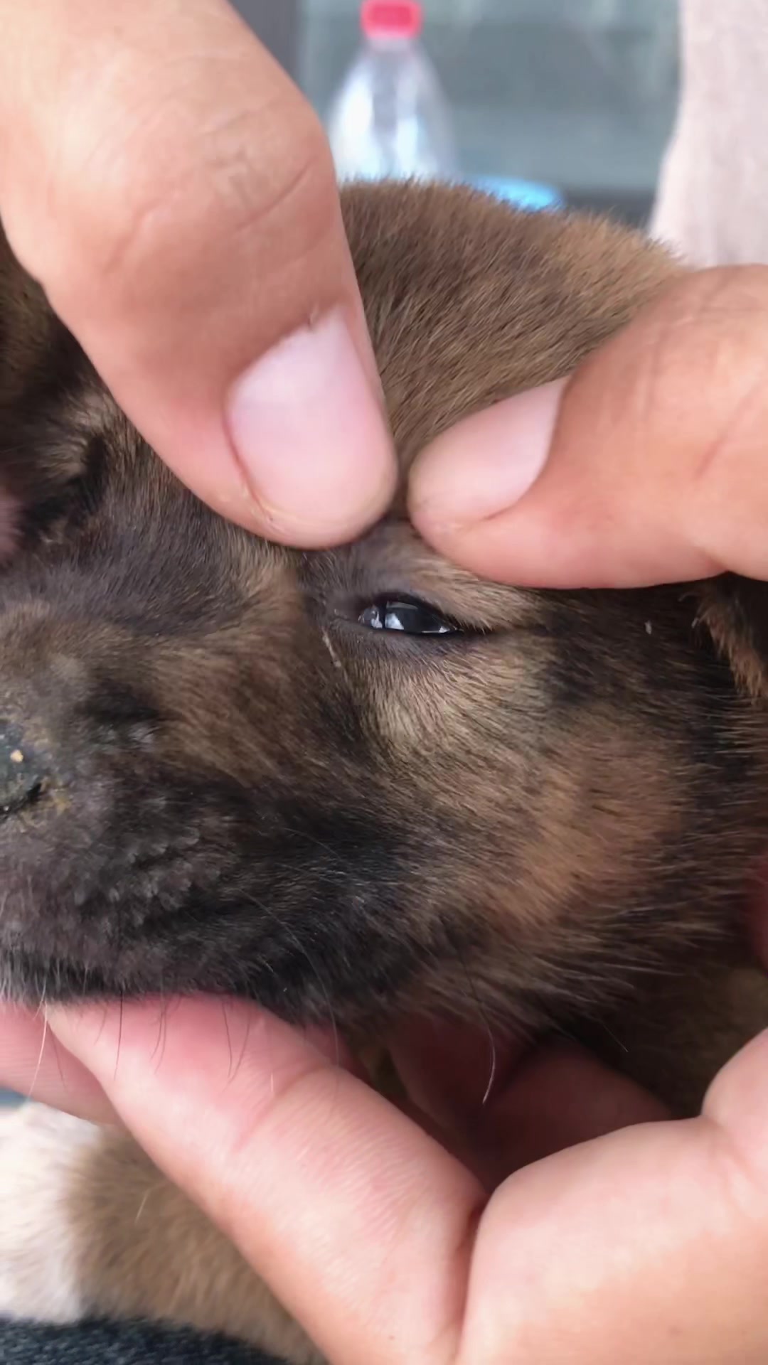 @lice puppy lovers