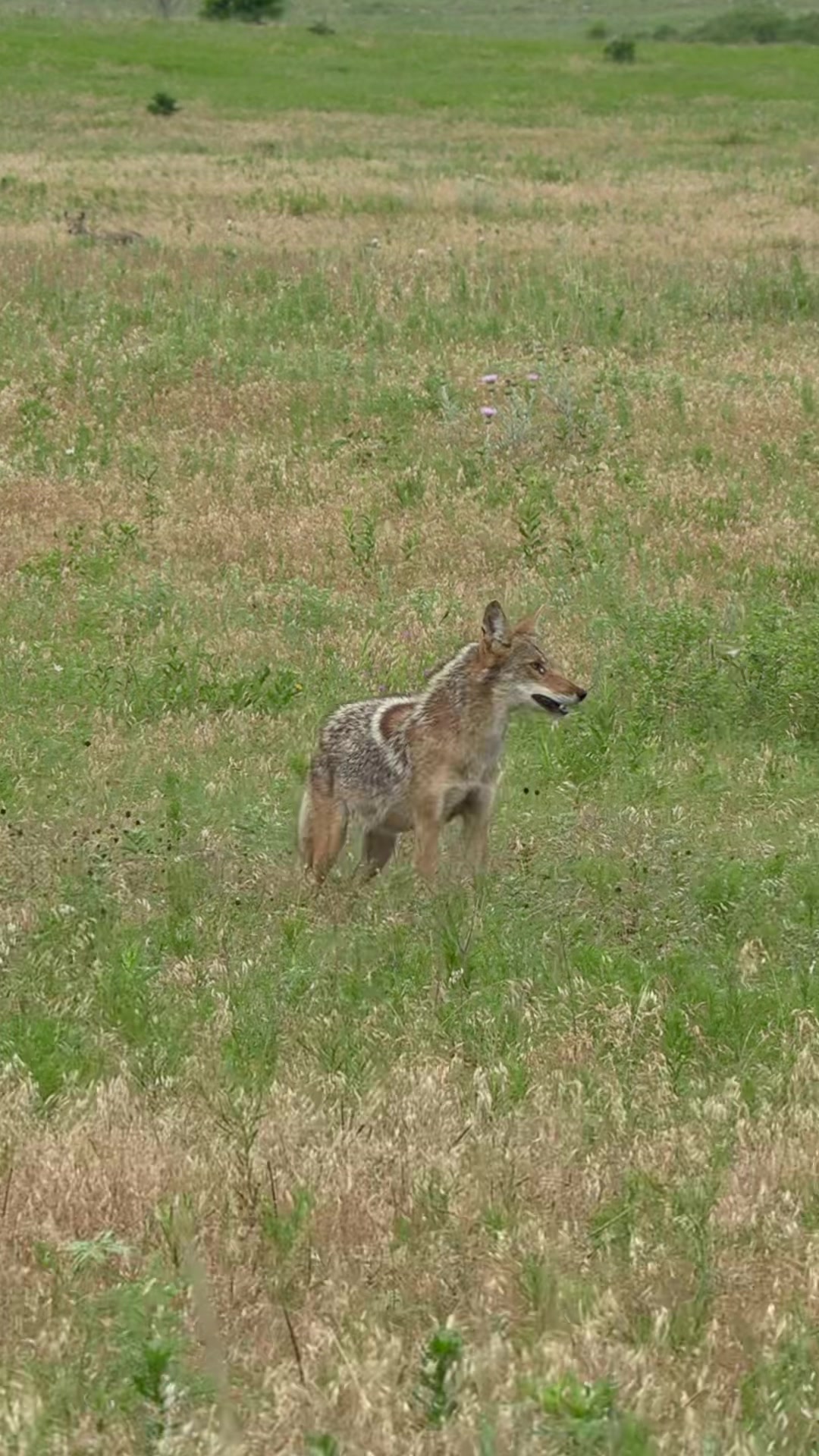@FOXPRO Game Calls