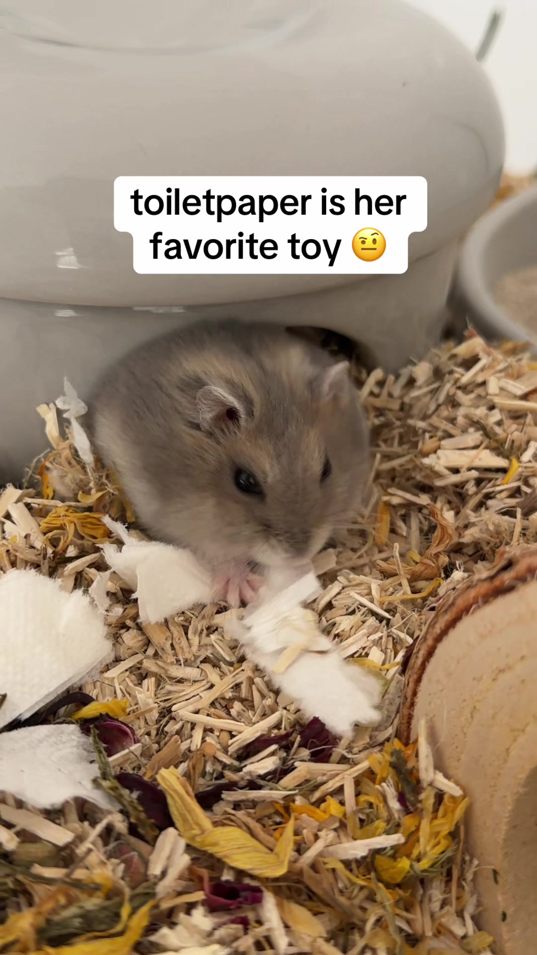 @peanutthehamster1