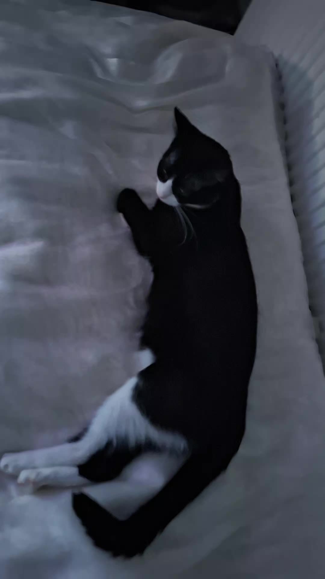@lilythecat