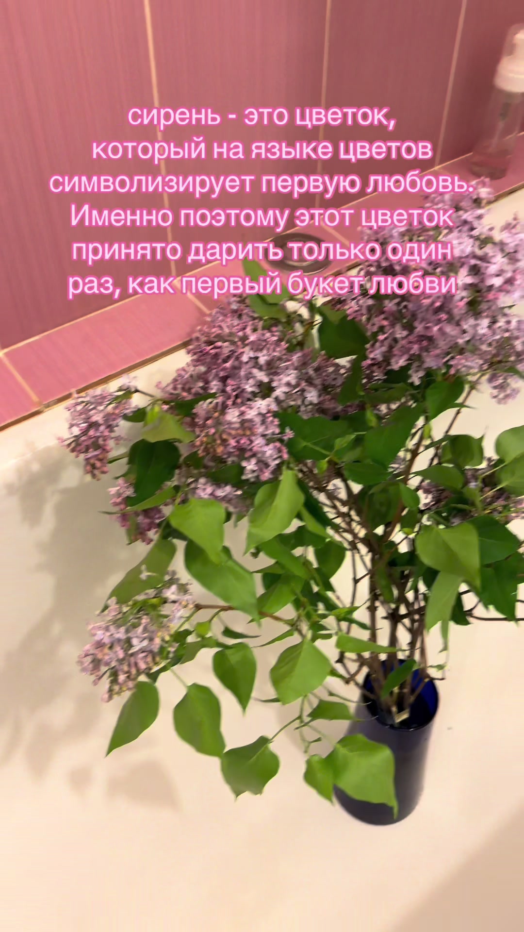 @♡ эльфи ♡