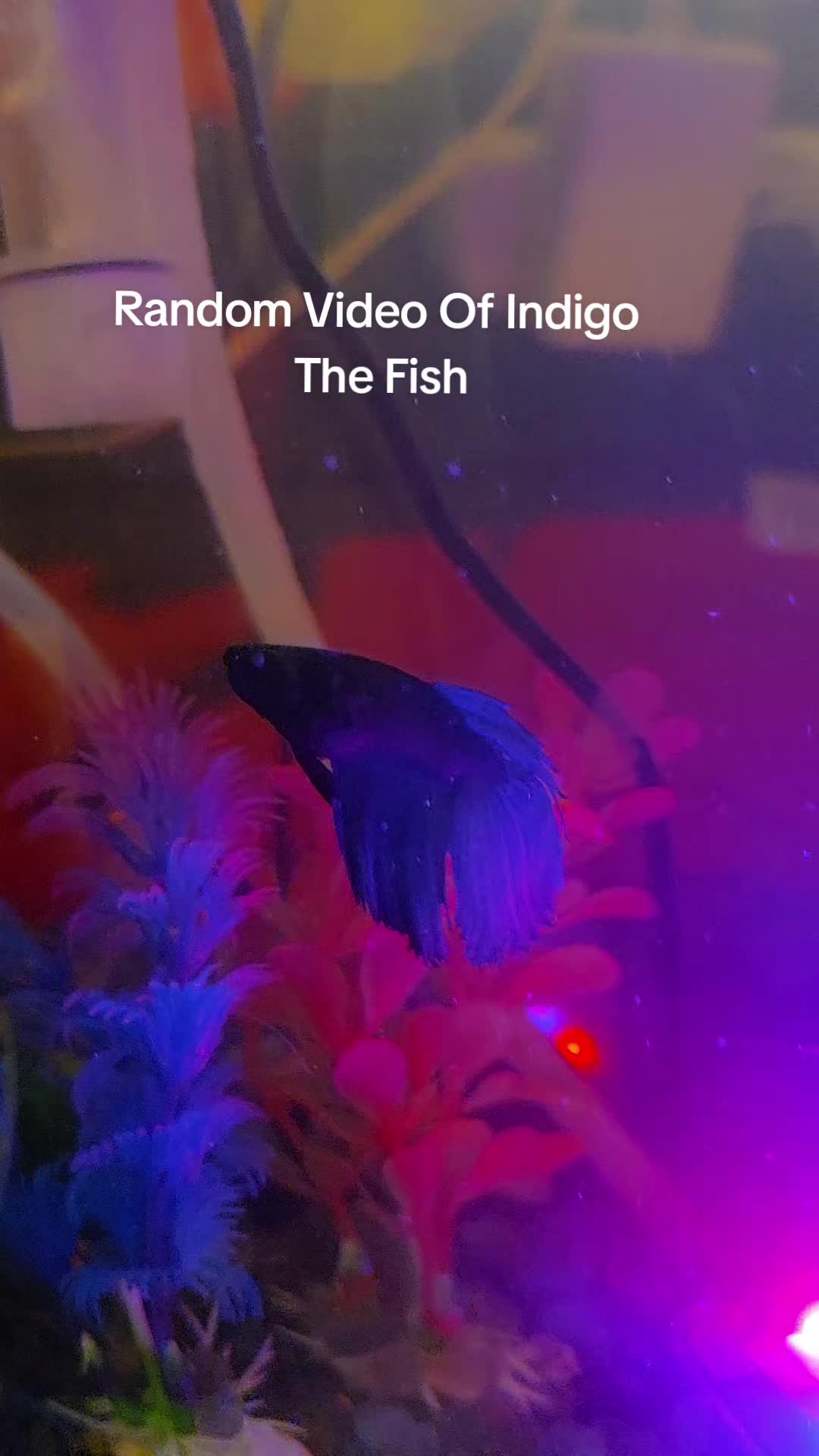 @OnyxBran