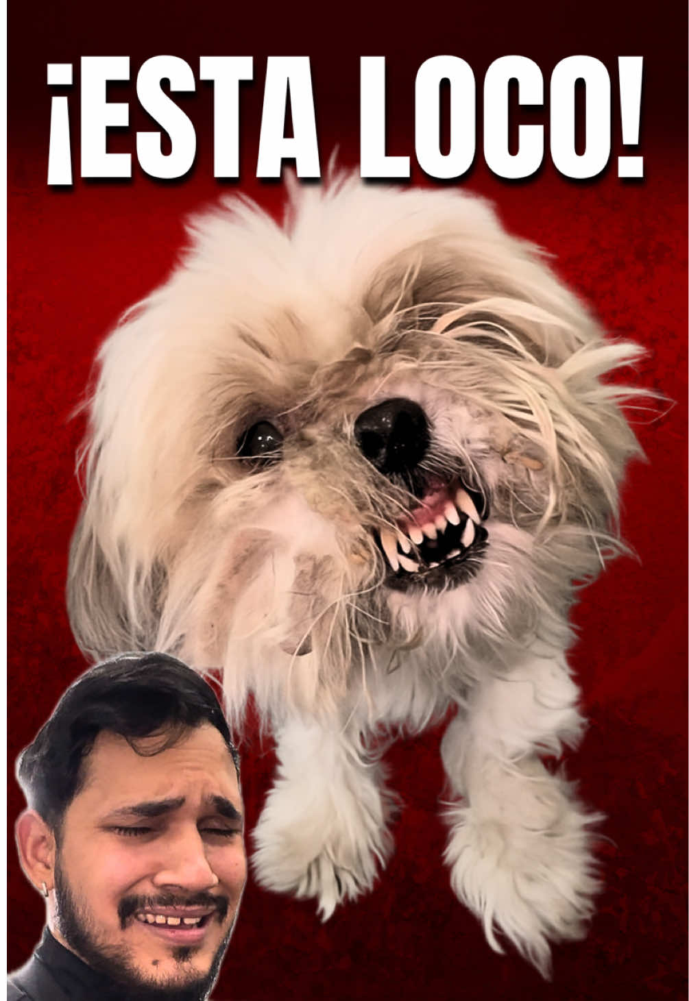 @VICTOR THE GROOMER