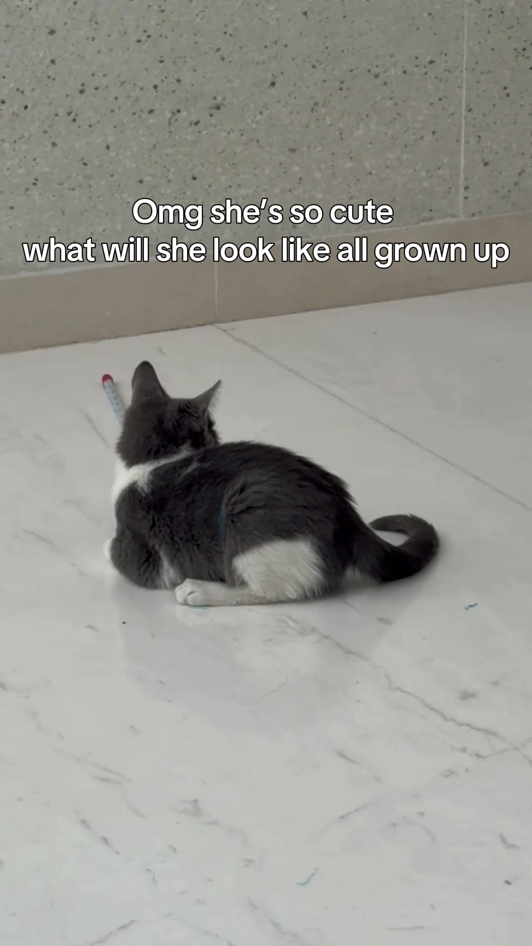 @emilpadil