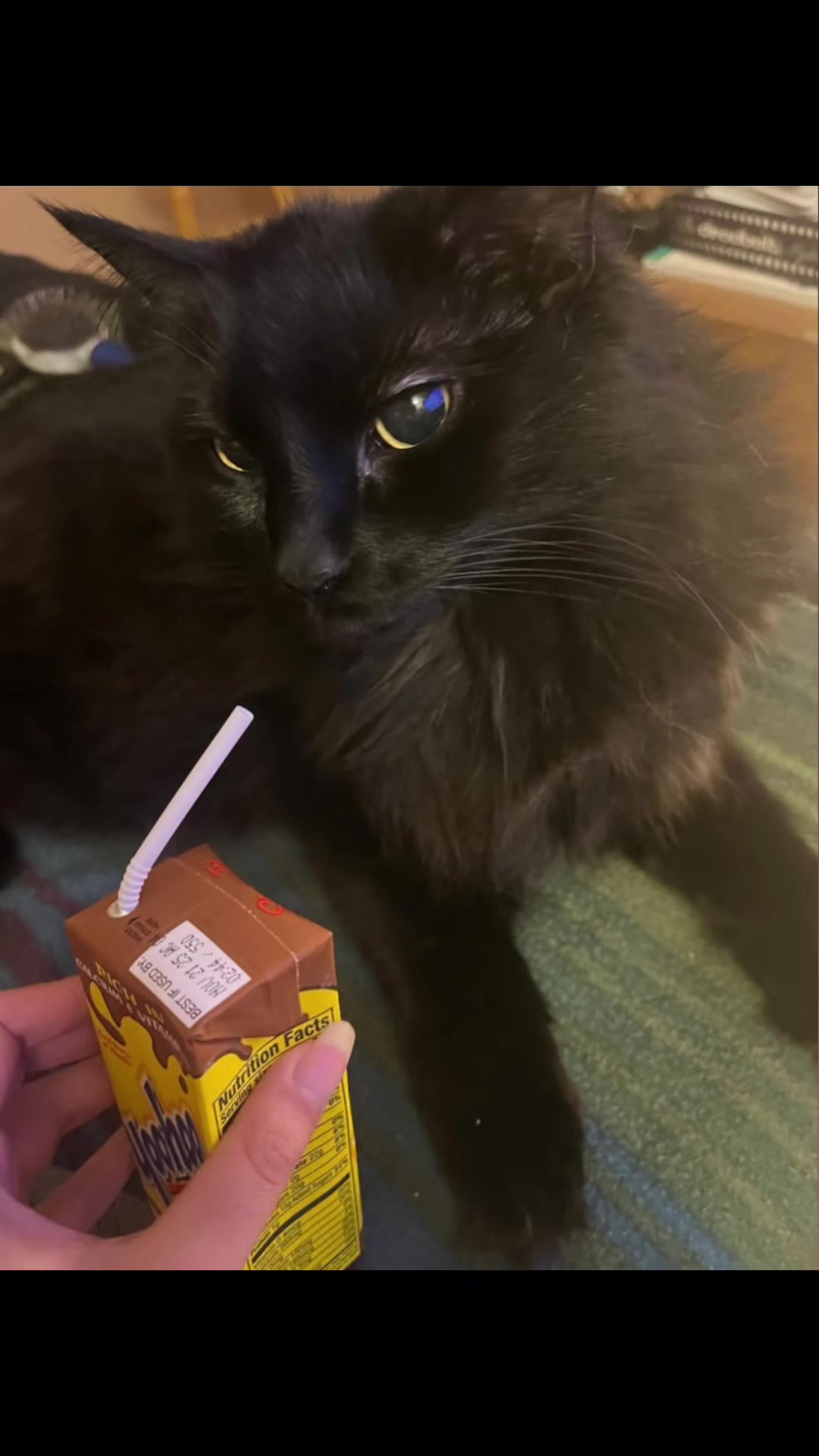 @NICO NATION 🐈⬛
