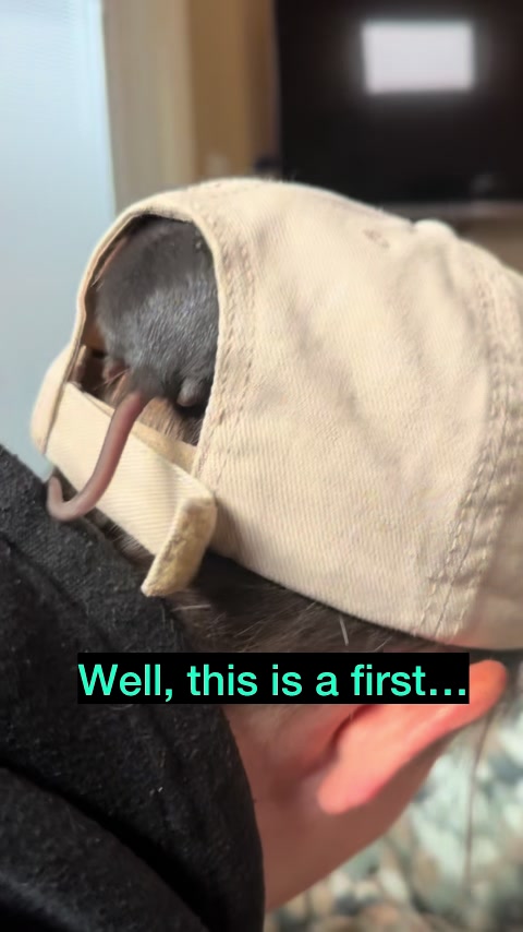 @Nosies and Toesies Rattery
