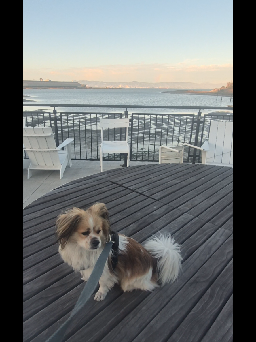 @dailydogquotes