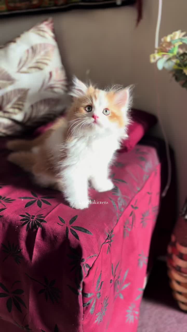 @karachikittens