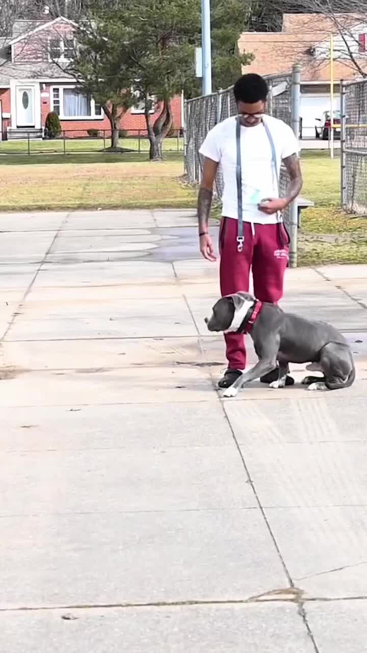 @Miracle K9 Training
