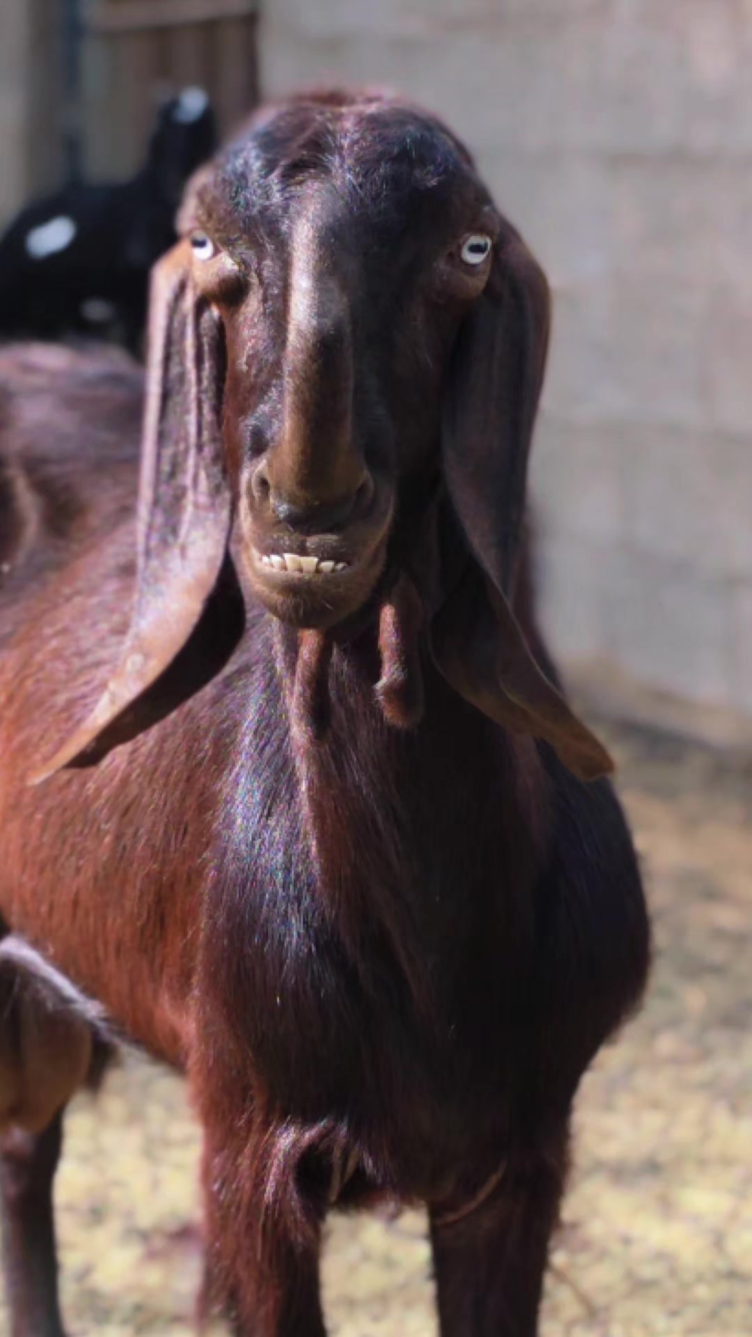 @funny:)animalsbytwins