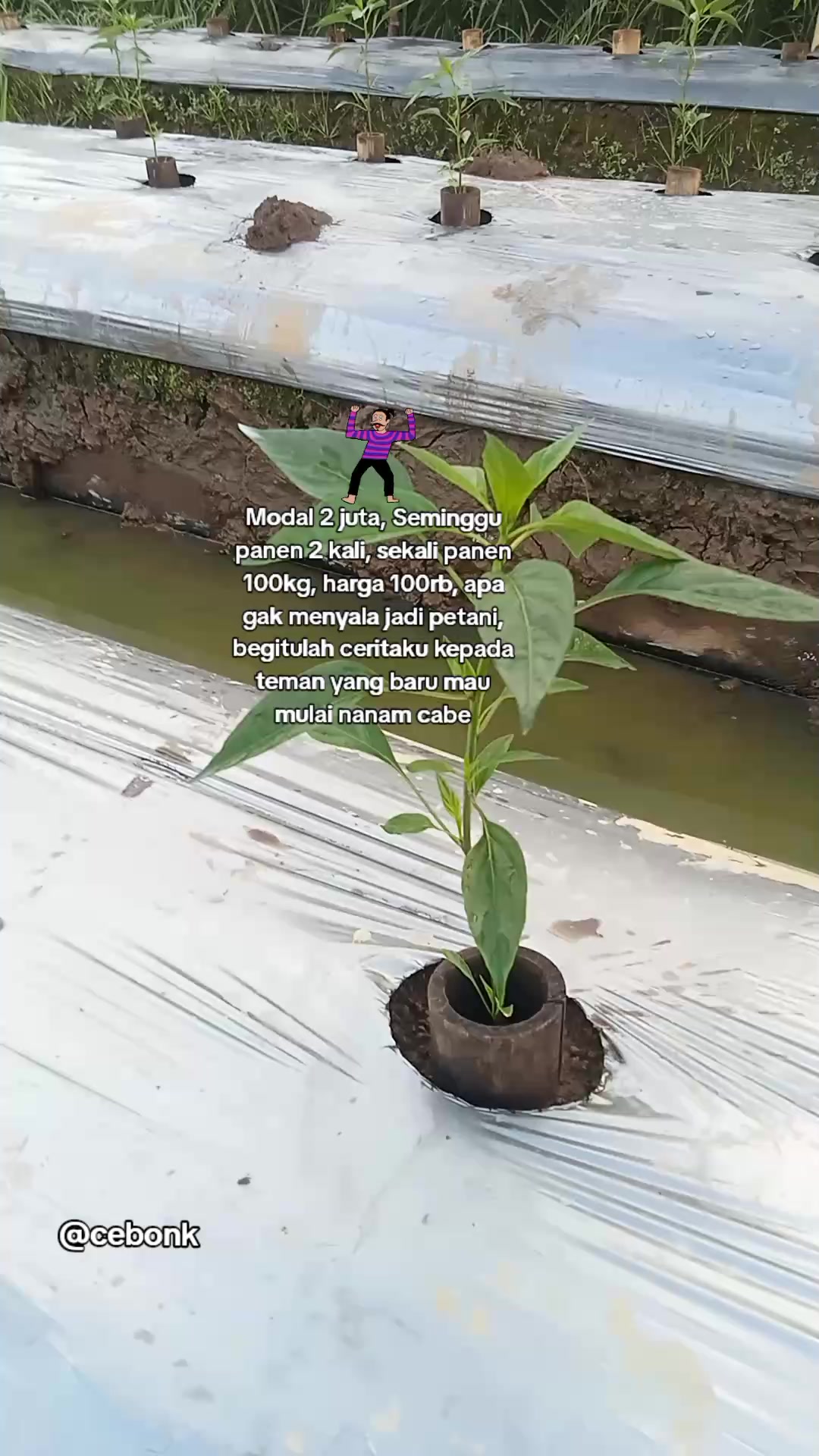 @cebonk