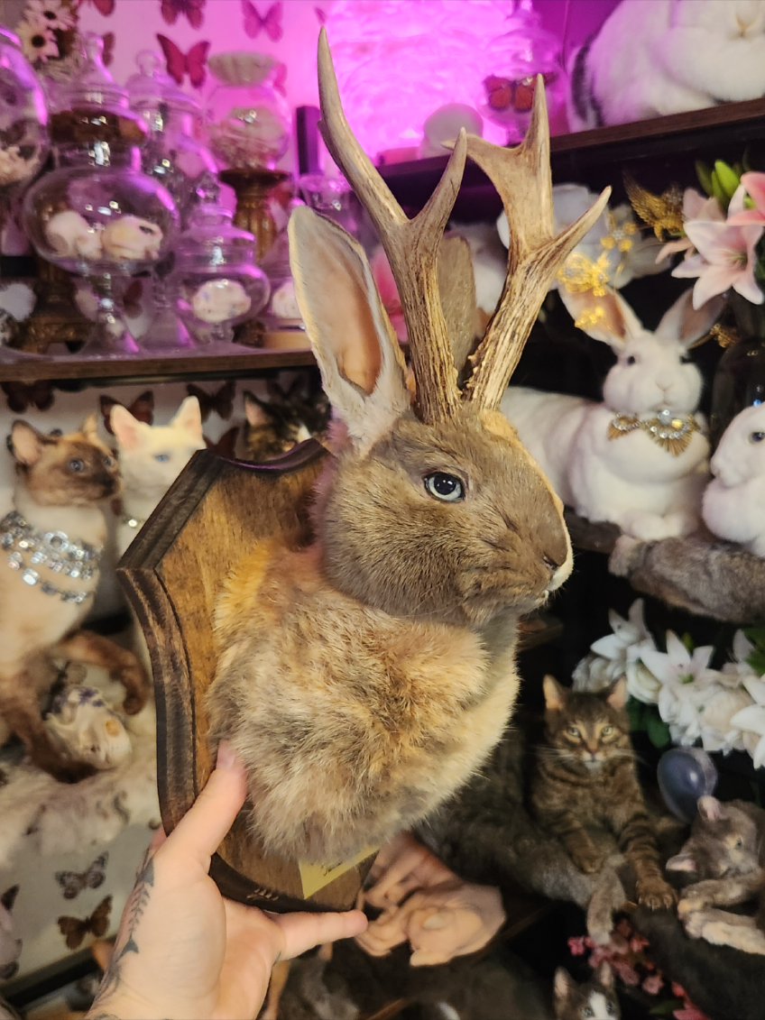 @May Jackalope Taxidermy 🇨🇦